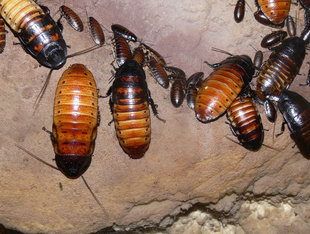 Gromphadorrhina portentosa